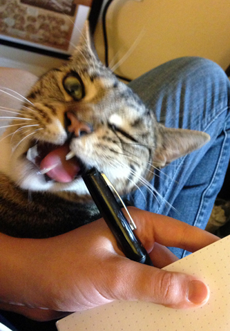 1 out of 1 cats approve the Pilot Dr. Grip for superior deliciousness
